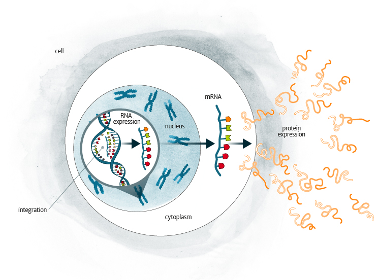 A diagrammatic representation of cellular integration